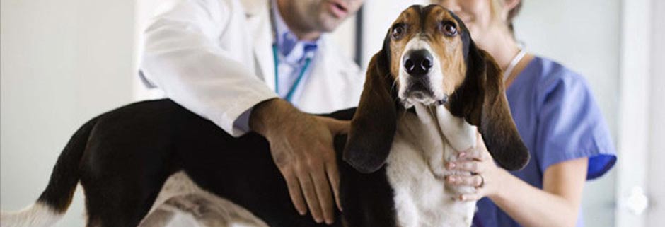 Лечение собак в ветеринарной клинике Мос-Вет 24 - Фили